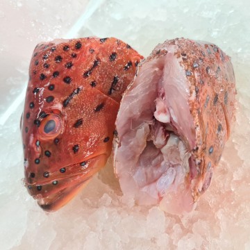 RARE DEALS! Seven Star Grouper Fish Head 七星斑鱼头 (refer description)