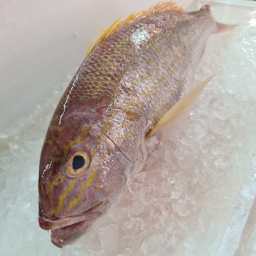 RARE DEALS! Big Seabream 中红哥里 (refer description)