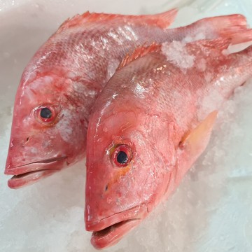 RARE DEALS! Wild Red Snapper 野生红鸡 (refer description)