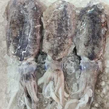 Frozen Bigfin Reef Squid 冰冻青目