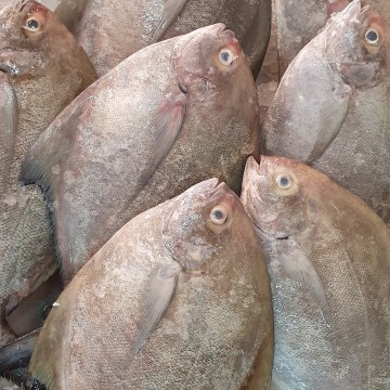 Frozen Black Pomfret 冰冻黑昌 (refer description)