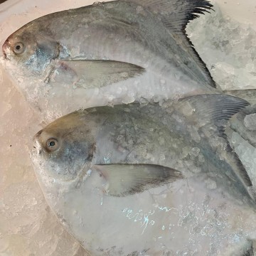 Frozen Chinese Pomfret (Big) 冰冻大斗昌 (refer description)