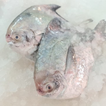 RARE DEALS! Chinese Pomfret (Malaysia) 马来西亚斗鲳