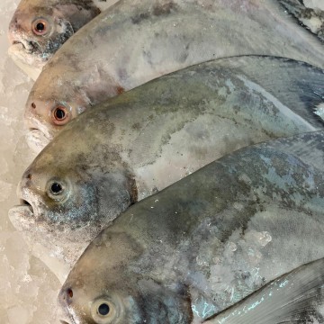 Frozen Chinese Pomfret 冰冻斗昌 (refer description)