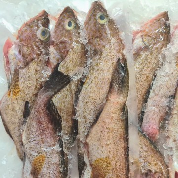 Frozen Flower Grouper 冰冻花斑 (refer descriptions)