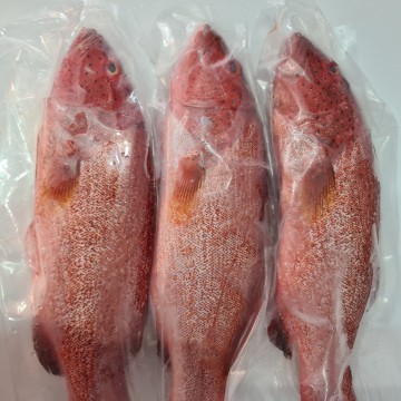 RARE DEALS! Frozen Red Grouper 冰冻红斑 (refer description)