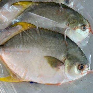 Frozen Silver/Golden Pomfret 冰冻银/金昌 (refer description)