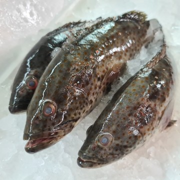 Frozen Grouper 冰冻石斑 (refer descriptions)