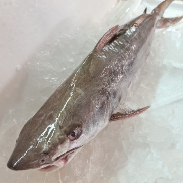 RARE DEALS! Big Hardhead Catfish 大朱利鱼 (refer description)