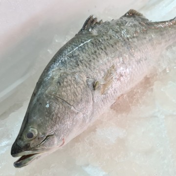 RARE DEALS! Big Seabass 大金目鲈 (Refer to Descriptions)