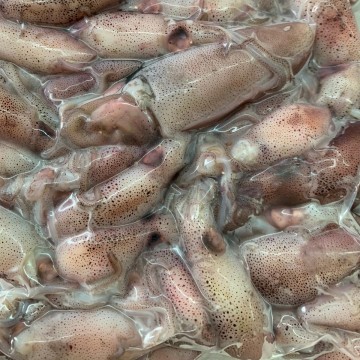 Frozen Kelong Cooked Baby Squids 冰冻熟小苏东 (500g-600g/pk)