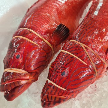 RARE DEALS! Big Red Grouper 中红斑 (Refer Description)