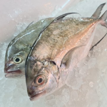 RARE DEALS! Longfin Trevally 白鱼 (refer description)