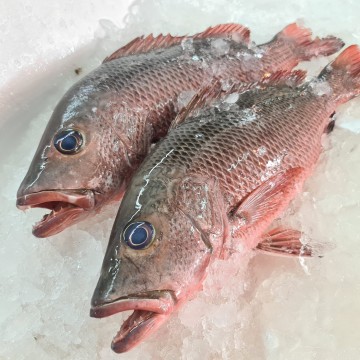 RARE DEALS! Wild Mangrove Red Snapper 野生褐鰽 (refer description)