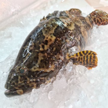 RARE DEALS! Pearl Grouper 龙虎斑 (refer description)