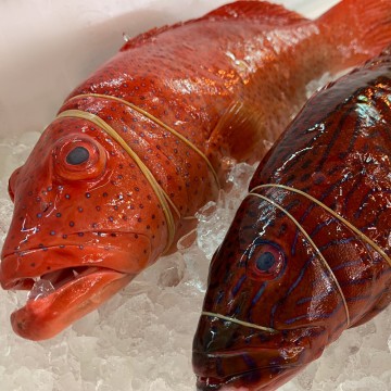 RARE DEALS! Red Grouper 红斑 (refer description)