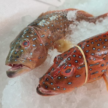 RARE DEALS! Seven Star Grouper 七星斑 (refer to description)