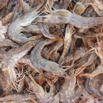 RARE DEALS! Frozen Wild Small Black Prawns 冰冻野生小黑虾 approx 200g