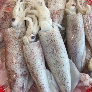 RARE DEALS! Small Squids 小苏东 (No Cleaning, 不清理)