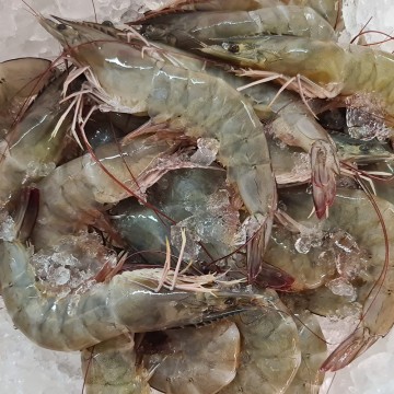 RARE DEALS! Frozen South America Prawns 冰冻南美洲虾 (500g-600g)