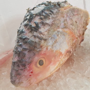 RARE DEALS! Threadfin Head 午鱼头部 (refer to descriptions)