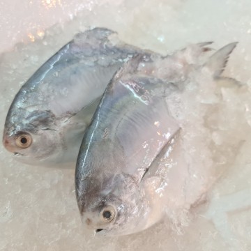 RARE DEALS! White Pomfret 白昌 (refer to description)