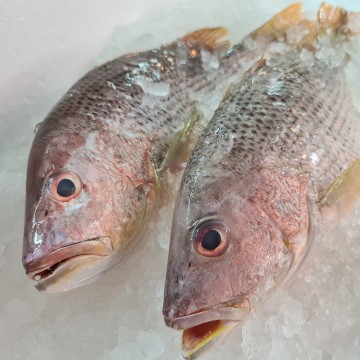 RARE DEALS! Wild Golden Snapper 野生红鰽 (refer description)