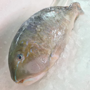 RARE DEALS! Wild Big Parrot Fish 野生中青衣 (Refer To Description)