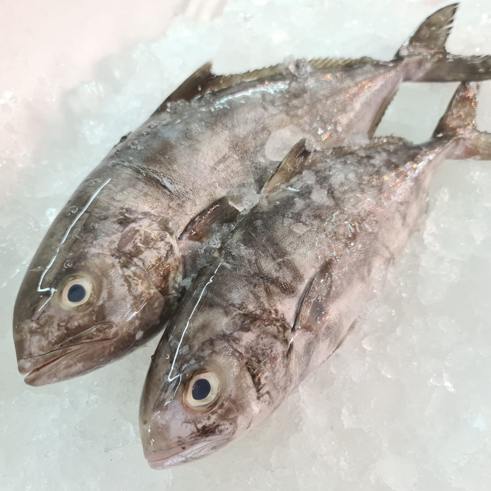 Promotion Black Banded Trevally