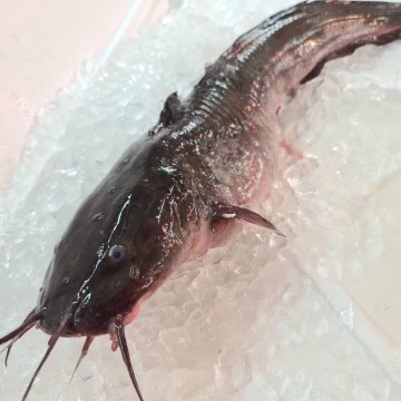 RARE DEALS! Big Catfish 大泥鳅鱼 (refer to description)