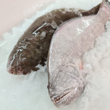 RARE DEALS! Flounder Fish 黑白鱼 (refer description)