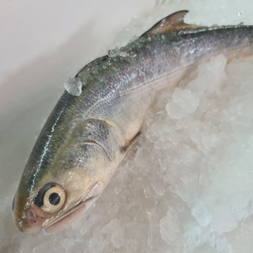 RARE DEALS! Wild Fourfinger Threadfin 野生午鱼孙 (refer description)