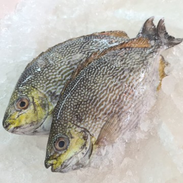 RARE DEALS! Java Rabbitfish 猪贵 (refer to description)