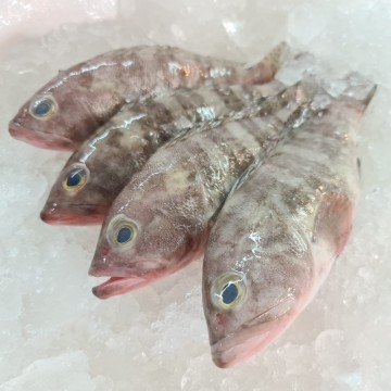 RARE DEALS! Small Sixbar Grouper 小糯米石斑 (refer to descriptions)