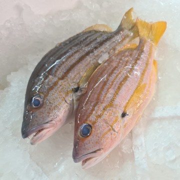 RARE DEALS! Spanish Flag Snapper (Tee Boon) 赤笔仔鱼 (refer description)