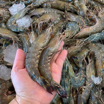 RARE DEALS! Tiger Prawns 老虎虾 approx 1kg (refer to description)