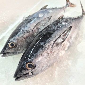 RARE DEALS! Tongol 金枪鱼 (Refer Description)