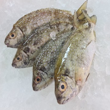 RARE DEALS! White Rabbit 白肚鱼 ( 4 fishes / 900g - 1kg )