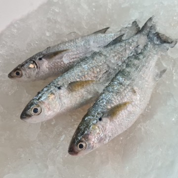 RARE DEALS! Wild Small Grey Mullets 野生小乌鱼 (Refer Description)