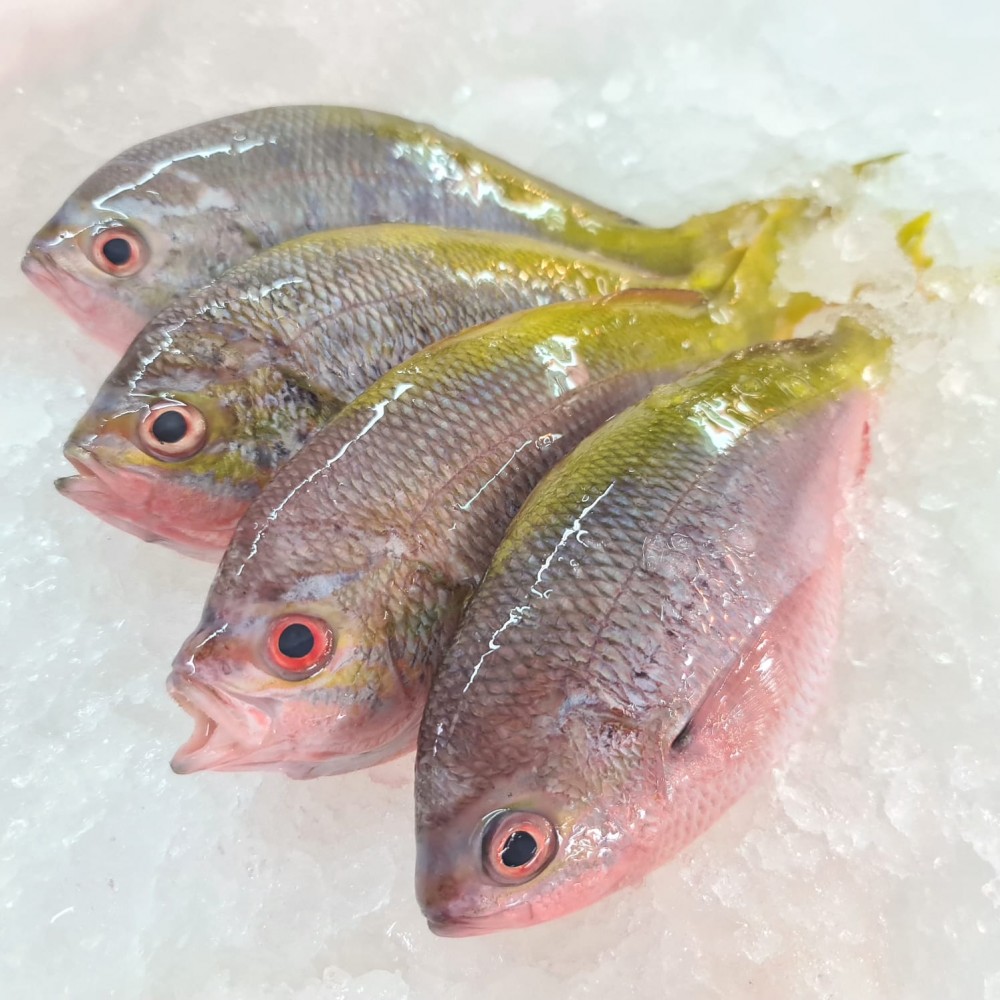 Promotion Yellow Tail Fish