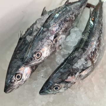 RARE DEALS! Spanish Mackerel 马交 (refer to description)